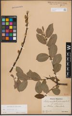 Foto von Salix cinerea L.